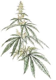 Easy doodle art doodle art drawing nature drawing plant drawing art drawings drawing ideas doodle patterns zentangle patterns zentangles. Images Of How To Draw Weed Plant
