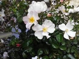 Wir erklären ihnen hier, wann die pflanzen in blüte stehen. Bodendecker Rose Apfelblute Expertenwissen Zu Dieser Rose