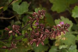 Image result for Polygala wilmsii