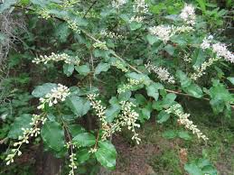 Image result for Ligustrum