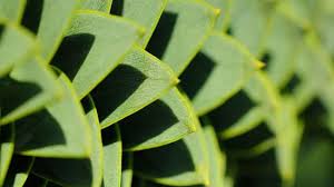We did not find results for: Monkey Puzzle Araucaria Araucana Woodland Trust
