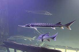 Like other sturgeons, this species is an evolutionarily ancient bottom feeder with a partly cartilaginous skeleton. A High Price For Survival Fighting The Illegal Caviartrade In Wild Sturgeon Icpdr International Commission For The Protection Of The Danube River