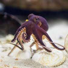 Serdar Dalgic Adli Kullanicinin Octopuses Panosundaki Pin Cok Sirin Hayvanlar Hayvan Fotografciligi Balinalar