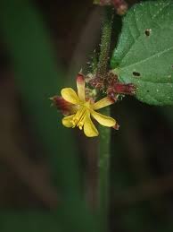 Image result for Triumfetta rhomboidea