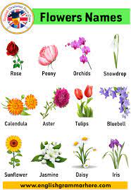 Set of flowers with names isolated on a white background. 10 Flower Name In English English Grammar Here