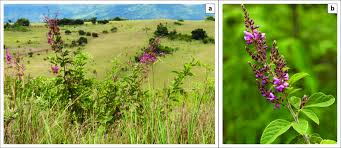 Image result for Pseudarthria