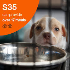 Right now, many people across the country are preparing for #Thanksgiving  celebrations. But as we gather for a meal, countless animals will wonder if  food will ever come. Innocent animal victims of