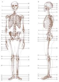 Nel nostro corpo ci sono circa 200 ossa che, nel loro insieme, costituiscono lo scheletro, l'impalcatura del nostro organismo. Scheletro Nell Enciclopedia Treccani