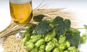 L'orzo da birra per eccellenza è l'orzo distico, perché fornisce cariossidi più uniformi e grosse e che hanno un comportamento molto regolare in maltazione. Per La Birra Arriva Il Marchio Artigianale Da Filiera Agricola Italiana La Repubblica