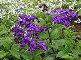 Image result for Heliotropium ciliatum