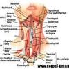 Fibrele musculare sunt asezate paralel intre cele doua capete ale muschiului care formeaza tendoane sau aponevroze cu care se insera pe oase. Https Encrypted Tbn0 Gstatic Com Images Q Tbn And9gctsjemmzraahjgcbasddak2nhucb1vekpc6rxs Lbvt31rmkkqp Usqp Cau