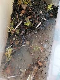 Nano Paludarium Crabe Vampire