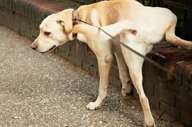 how to get rid of a dog urine odor