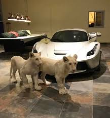 Baller S Garage Pool Table Priceless Lion Puppys 1 5m Ferrari Laferarri Super Cars Animals Cute Baby Animals