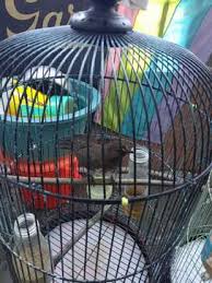 Maybe you would like to learn more about one of these? Cendet Di Jawa Timur Olx Murah Dengan Harga Terbaik Olx Co Id