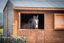 America.i love this painting on this old barn. Beautiful Shire Horses Bild Von Dyfed Shire Horse Farm Eglwyswrw Tripadvisor