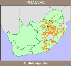 Image result for Aristida bipartita