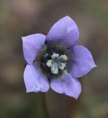 Image result for Wahlenbergia paludicola