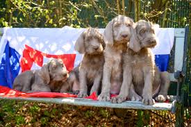 Image result for slovenský ohař hrubosrstý