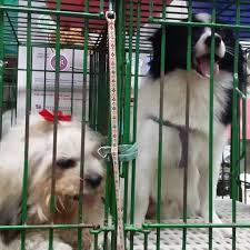 Maybe you would like to learn more about one of these? Animal House Pet Store 4th Street Online Shopping