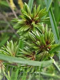 Image result for Eragrostis aethiopica