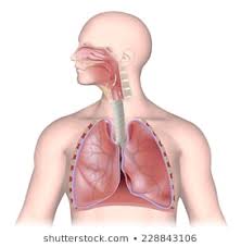 Respiratory System Images Stock Photos Vectors Shutterstock