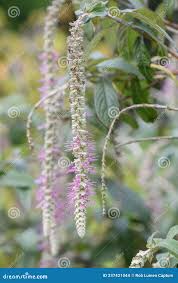 Image result for Chasmanthera dependens