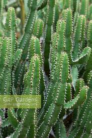 Image result for Euphorbia griseola