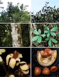 Image result for Malvaceae subfamily Bombacoideae