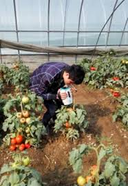 This greenhouse kit comes with all you'll need to build but you will want a solid surface base to place it on. A Cloud Computing Based Approach Using The Visible Near Infrared Spectrum To Classify Greenhouse Tomato Plants Under Water Stress Sciencedirect