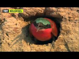 Drongo Kusunun Sinsi Plani Youtube