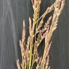 Image result for Eragrostis plana