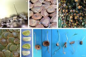 Maybe you would like to learn more about one of these? Scielo Brasil A New Approach Towards The So Called Recalcitrant Seeds A New Approach Towards The So Called Recalcitrant Seeds