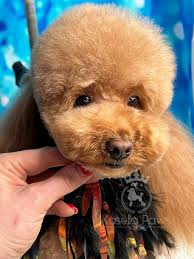 Profile for Kasella Paws