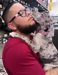 Elmer The Great Dane