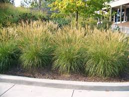Miscanthus Sinensis Adagio Hundreds Of Plumes Held Above The Foliage Emerge Bronzy Pink Fading To Wh Grasses Landscaping Grasses Garden Ornamental Grasses