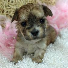 German shorthair puppies for sale in minnesota. Morkie Puppies For Sale In Florida From Vetted Breeders