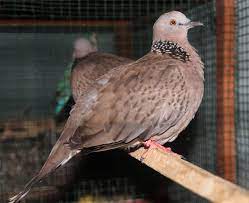 Fantastis 24 Gambar Burung Derkuku Jantan Dan Betina Gani Gambar