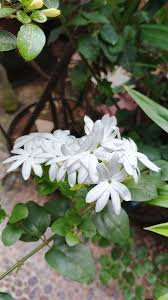 Image result for Jasminum multiflorum