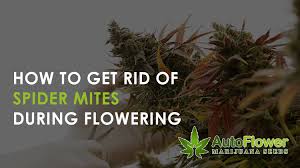 We did not find results for: Spider Mites Late Into Flowering Autoflower Mj Seeds