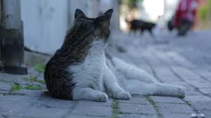 Kedi Istanbul Street Cat Documentary Cats Documentaries Latest Movies