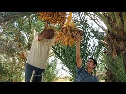 Die dattelpalme | die dattelpalmen. Doku Die Dattelpalme Konigin Der Oasen Hd Youtube