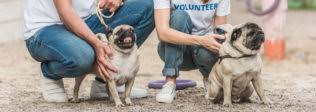 Maybe you would like to learn more about one of these? Where To Adopt Your Next Pet In Utah