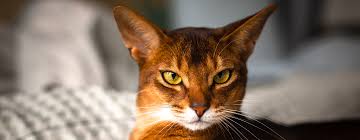 Ginger is an adoptable cat domestic short hair american bobtail mix searching for a forever family near durango co. Ginger Cats The Truth Behind The Colour Purina