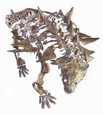 How do artists start with a bunch of dinosaur bones and create lifelike drawings you will use these bones to help you draw a picture of what the dinosaur may have looked like when. Utah S Prehistoric Tanks The Ankylosaurs Utah Geological Survey