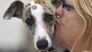 2018 Detroit Kennel Club Dog Shows at Suburban Collection in Novi