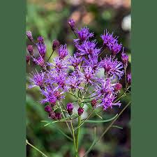 Image result for Vernonia natalensis