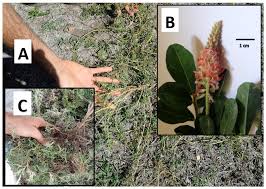 Image result for Indigofera spicata