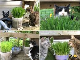 This is a guide about growing and using catnip (and cat grass). The Ultimate Guide To Growing Cat Grass 2020
