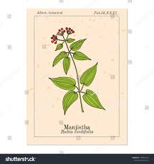 Image result for Rubia cordifolia